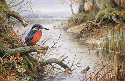 Kingfisher (wc) af Carl Donner