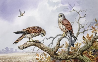 Par Kestrels (wc) af Carl Donner
