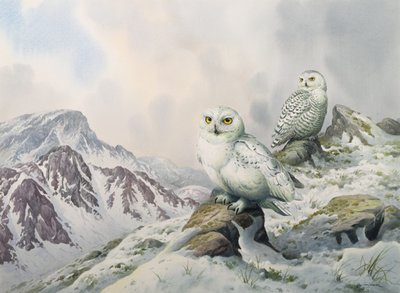 Et par sneugler i snebjergene, Australien af Carl Donner