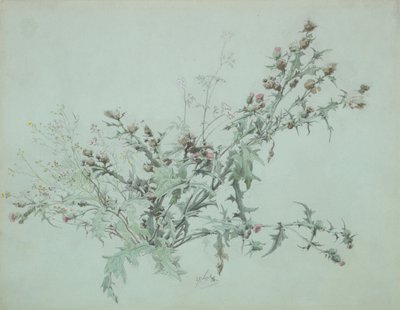 Studie af en blomstrende tidsel, 1846. af Carl Georg Anton Graeb