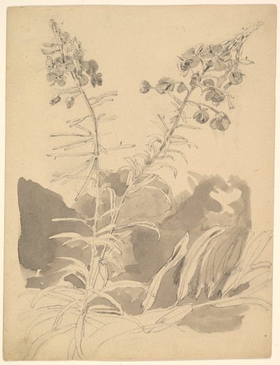 Studie af et pilekrat / Studie af to køer af Carl Gustav Carus
