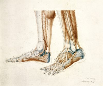 Anatomisk tegning af en mands fødder, 1837 (sort og rød kridt på papir) af Carl Haag