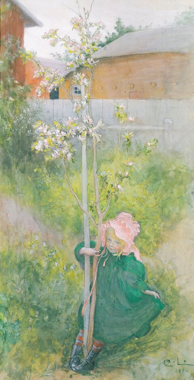 Æbleblomst, 1894 af Carl Larsson