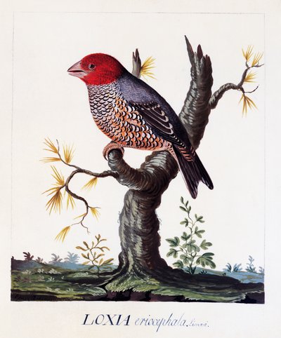 Loxia erythrocephala (Amadina erythrocephala), rødhovedet finke, akvarel af Carl Linnaeus