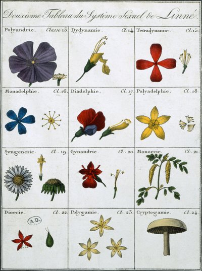 Anden tabel over Linnean Plants seksuelle system af Carl Linnaeus