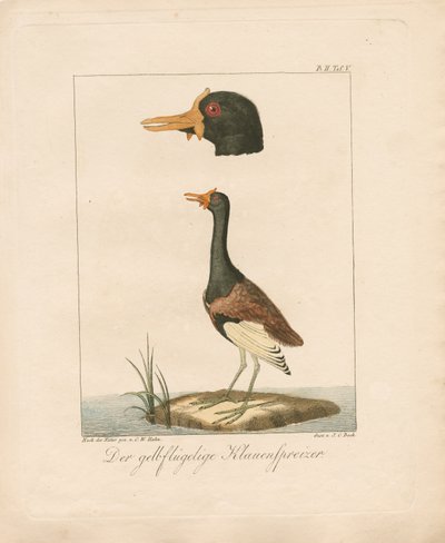 Den gulvingede Jacana (håndkoloreret litografi) af Carl Wilhelm Hahn