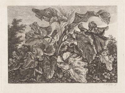 Planteundersøgelse med burre af Carl Wilhelm Kolbe