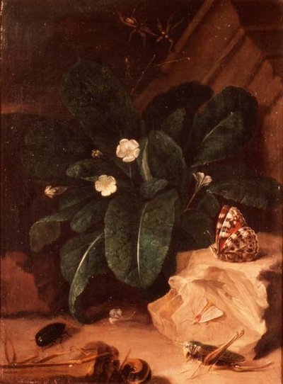 Stilleben med primula og insekter af Carl Wilhelm de Hamilton