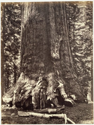 Base of the Grizzly Giant, fra The Yosemite Book: A Description of the Yosemite Valley and the Adjacent Region of the Sierra Nevada, and of the Big Trees of California, af Josiah Dwight Whitney (1819) af Carleton E. Watkins