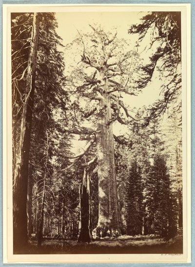 Grizzly Giant, Mariposa Grove, Yosemite af Carleton E. Watkins