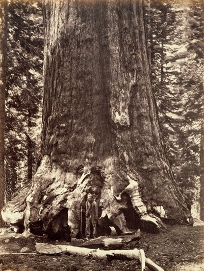Basen af Grizzly Giant, Giant Sequoia tree, Yosemite, Californien, 1868 af Carleton Emmons Watkins