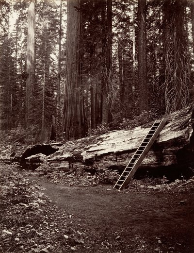 Skovens Fader, 1865-66, trykt ca. 1876. af Carleton Emmons Watkins