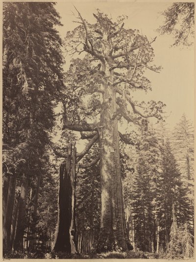 Grizzly Giant, Mariposa Grove, 1861. af Carleton Emmons Watkins