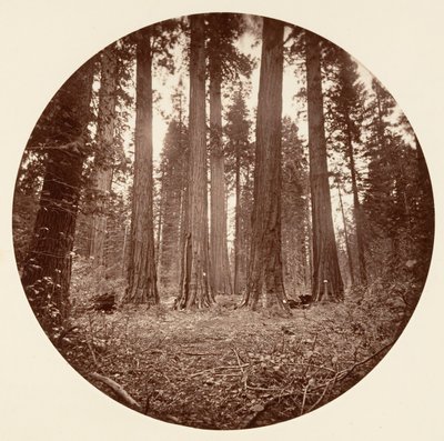 James King of William. Keyston State osv. Calaveras Grove, ca. 1878. af Carleton Emmons Watkins