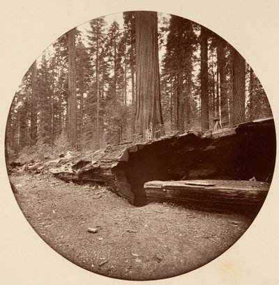 Mammoth Three Grove Hotel Calaveras Co Cal., ca. 1878. af Carleton Emmons Watkins