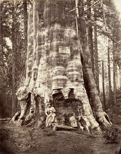 Skovens Moder, 1865-66, trykt ca. 1876. af Carleton Emmons Watkins