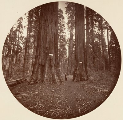 Ingen, ca. 1878. af Carleton Emmons Watkins
