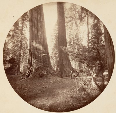 Old Dominion og Onkel Toms Tavern. Calaveras Grove, ca. 1878. af Carleton Emmons Watkins