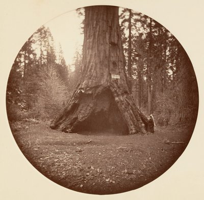 Pioneers Cabin - Calaveras Grove, ca. 1878. af Carleton Emmons Watkins