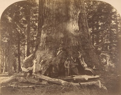 Sektion af Grisly Giant, Mariposa Grove, 1861. af Carleton Emmons Watkins