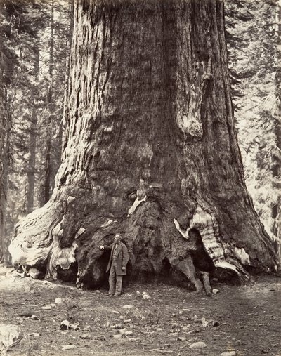 Sektion af Grizzly Giant, 101 fods omkreds, 1865-66, trykt ca. 1876. af Carleton Emmons Watkins