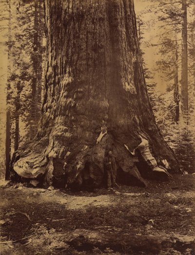 Sektion af Grizzly Giant med Galen Clark, Mariposa Grove, Yosemite, 1865-66. af Carleton Emmons Watkins