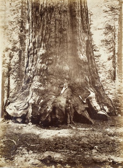 Sektion af Grizzly Giant med Galen Clark, Mariposa Grove, Yosemite, 1865-66 af Carleton E. Watkins