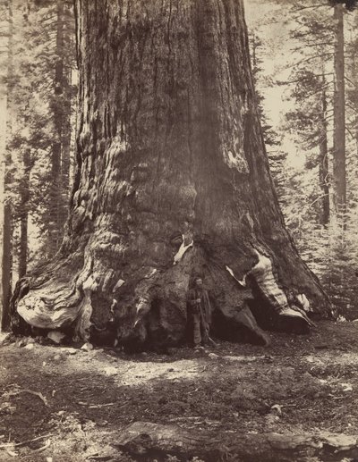 Sektion af Grizzly Giant med Galen Clark, Mariposa Grove, Yosemite, 1865-66, trykt ca. 1876. af Carleton Emmons Watkins