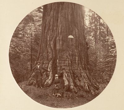 Empire State - C. Grove, ca. 1878. af Carleton Emmons Watkins