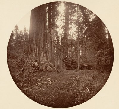 Skovens Fader - C. Grove, ca. 1878. af Carleton Emmons Watkins