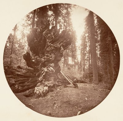 Skovens fader - Hestens bagside. Calaveras Grove, ca. 1878. af Carleton Emmons Watkins