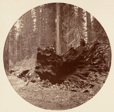 Skovens Fader 450 fod C. Grove, ca. 1878. af Carleton Emmons Watkins