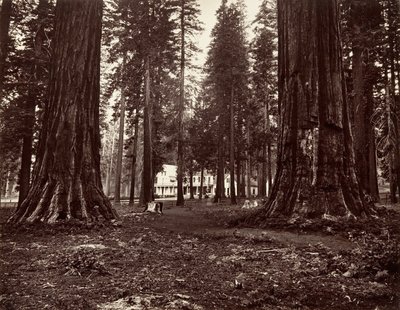 Hotellet fra Mammoth Grove, ca. 1872, trykt ca. 1876. af Carleton Emmons Watkins