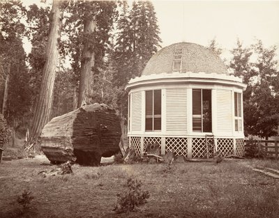 Huset bygget over stubben af et stort træ, 1865-66, trykt ca. 1876. af Carleton Emmons Watkins