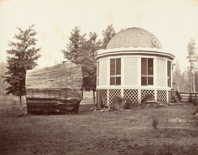 Huset over en stub af et stort træ, 1865-66, trykt ca. 1876. af Carleton Emmons Watkins