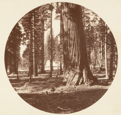 Mammoth Grove Hotel fra Grove - Calaveras, ca. 1878. af Carleton Emmons Watkins