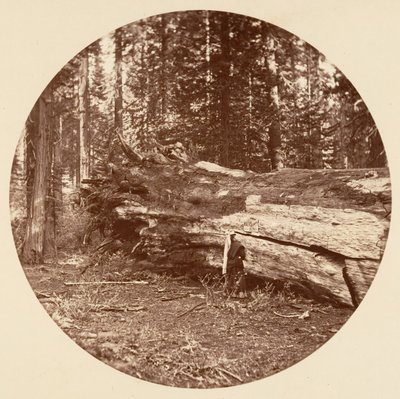 The Miners Cabin - Calaveras Grove, ca. 1878. af Carleton Emmons Watkins