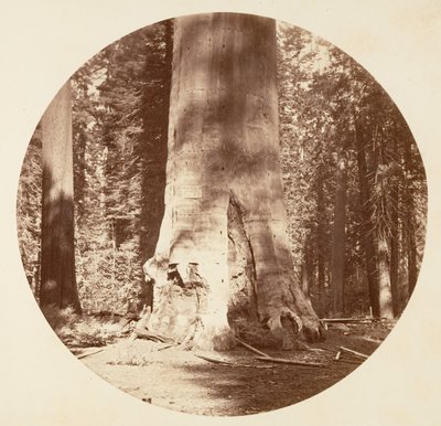 Skovens Moder - Calaveras Grove, ca. 1878. af Carleton Emmons Watkins