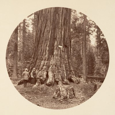 Skovens stolthed - Calaveras Grove, ca. 1878. af Carleton Emmons Watkins