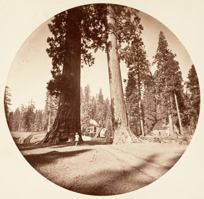 The Sentinels - Calaveras Grove, ca. 1878. af Carleton Emmons Watkins