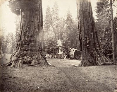 The Sentinels, 315 fod, Yosemite, ca. 1872, trykt ca. 1876. af Carleton Emmons Watkins