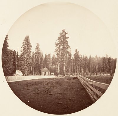 Sentinelerne. C. Grove, ca. 1878. af Carleton Emmons Watkins