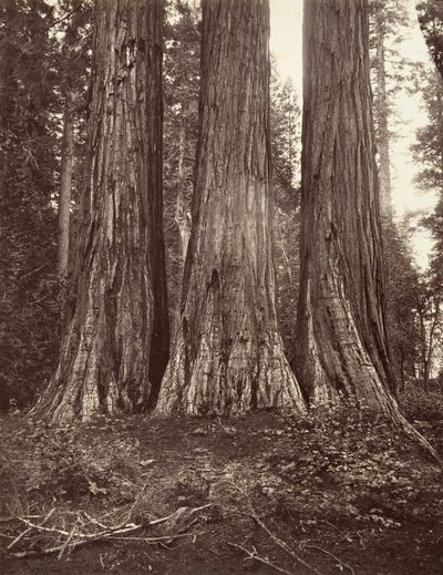 De tre nåder, 272 fod, 1865-66, trykt ca. 1876. af Carleton Emmons Watkins