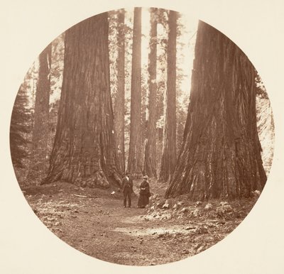 De tre nåder set gennem Bryant og Seward Calaveras Grove, ca. 1878. af Carleton Emmons Watkins