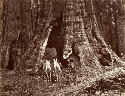 Stativet, 94 fods omkreds, 1865-66, trykt ca. 1876. af Carleton Emmons Watkins