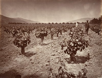 Vineyard of Camulos Ranch, 1876, trykt ca. 1876. af Carleton Emmons Watkins
