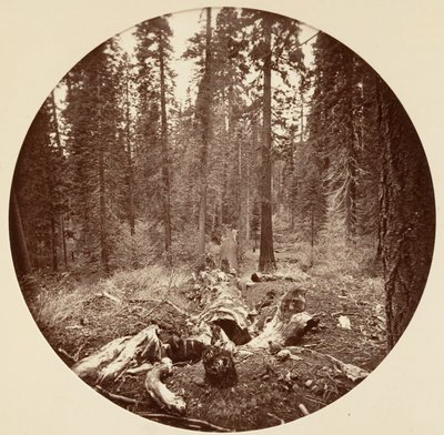 [Yosemite National Park, Californien], ca. 1878. af Carleton Emmons Watkins