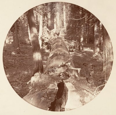 [Yosemite National Park, Californien], ca. 1878. af Carleton Emmons Watkins