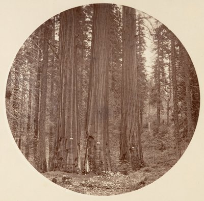 [Yosemite National Park, Californien], ca. 1878. af Carleton Emmons Watkins