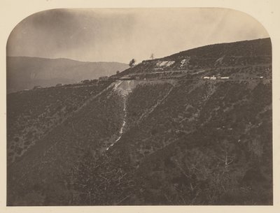 (Pine Tree Mine) af Carleton Watkins